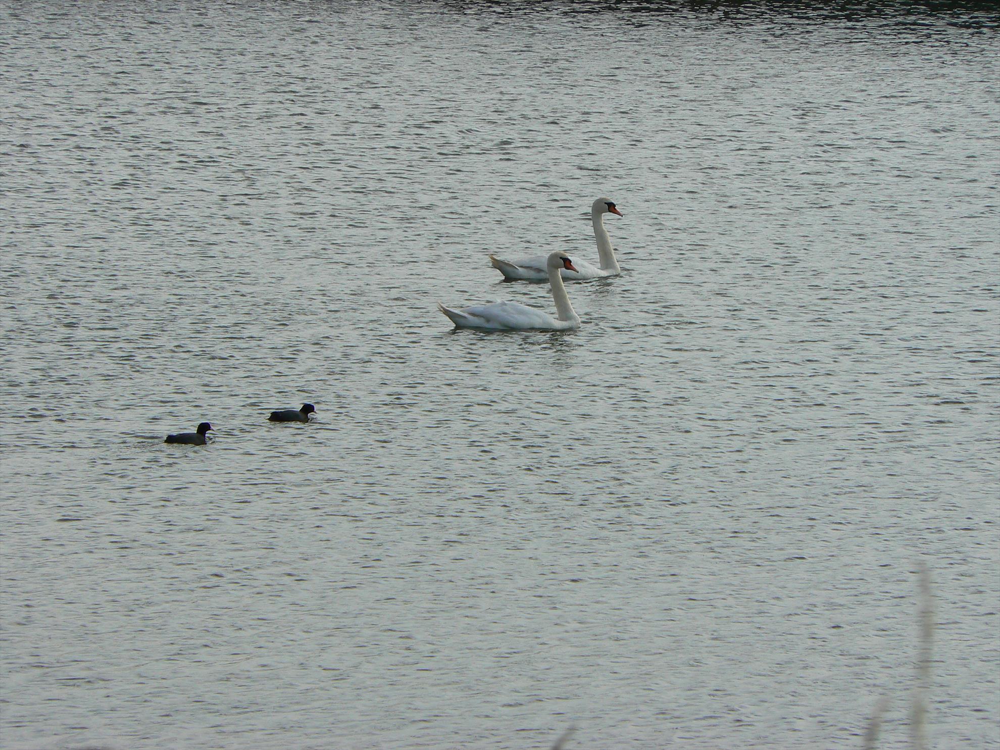 Pasari salbatice - p1030341.JPG